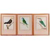 Three early 19th century French hand colored lithograph of tropical birds.
