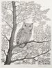 Pieter D. Prall
(American, b. 1951)
Screech Owl - Otus asio 