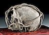 19th C. Dayak Bamboo-Bound Trophy Human Skull