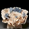 Huge blue and white chalice coral specimen
