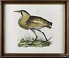 Color lithograph of a Bittern, early 20th c., 19'' x 23 1/2''.