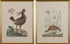 Two color bird engravings, 15'' x 10 1/2''.