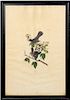 John James Audubon, "Cat Bird" Havell Edition