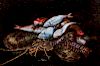 Nicola  Massa Recco (attivo a Napoli, fine XVII – inizi XVIII secolo)  - Two still lifes with fishes, en pendant