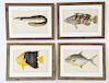 Set of Four Antique Lithographs of Fish, Julius Bien and Co. Lith. New York