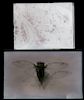 (2) Scientific Glass Negatives, Cicada, Bone