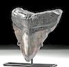 Ancient Seas Fossilized Megalodon Tooth w/ Nice Patina
