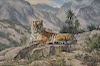 William Sternberg De Beer (B1941), Caspian Tiger landscape, oil on canvas, signed lower left Willem S. De Beer "Elburz mountains - Iran Iraq near Casp
