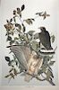Audubon Broad Winged Hawk by M. Bernard Loates