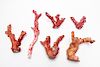 Natural Coral Branches Vivid Red Color Group of 6