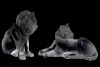 Lalique "Bamara" & "Simba" African Lion Figures