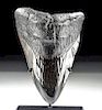 Ancient Seas Fossilized Megalodon Tooth