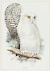 Edward Lear (1812-1888) and John Gould (1804-1881) Snowy Owl 