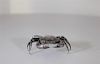 Silver Plated Crab