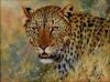 Eric Forlee Cheetah Painting Oil on Canvas