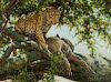 Guy Coheleach Leopard Giclee Print on Canvas