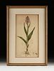 JAMES SOWERBY (English 1757-1822) A PRINT, "Orchis Latifolia (Salep)," LATE 18TH CENTURY,
