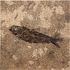 GREEN RIVER FOSSILIZED EOCENE FISH IN HONED FINISHED TILE