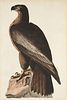 after JOHN JAMES AUDUBON (American 1785-1851) AN ELEPHANT FOLIO PRINT, "The Bird of Washington or Great American Sea Eagle (Falco Washingtoniensis),"