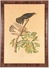 John James Audubon - Pigeon Hawk (Plate 21)