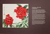 Ren Yu (B. 1945) "Lion Head Camellias"