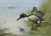 ARCHIBALD THORBURN (1860-1935), SHOVELERS, artist's proof printed in colour
