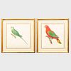 English School: Green Parrot; and Red Parrot