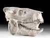 Fossilized North American Oreodont Skull