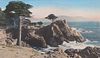 Vintage Hand-Tinted Photo of Lone Cypress near