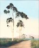 Harold Taylor Hand-Painted Photo Eucalyptus Trees c1920