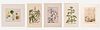 A Group of Botanical Watercolor Studies and Engravings by Various Artists, 18th/19th/20th Century,