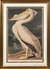 Audubon, John James (1785-1851),   American White Pelican