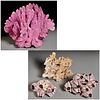 (4) Large specimens coral and pink barnacles