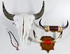 Steer Skull, Steer Horn and Cow Horn Display Assortment