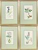 (4) 20th Century Botanical Prints