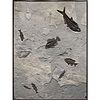 FOSSIL MURAL WITH 7 FOSSILIZED FISH