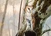 Charles Frace | Barn Owl