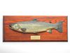 Early Farlow/Fochabers Co. sea trout trophy fish.