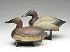 Rigmate pair of canvasbacks, One Arm Kelly, Monroe, Michigan, 1st quarter 20th century.