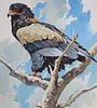 John Swatsley (B. 1937) "Bataleur Eagle"