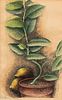 Luigi Rist (American, 1888-1959)      Ida's Lemon Tree