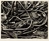 Edward Weston (American, 1886-1958)      Kelp