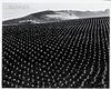 Edward Weston (American, 1886-1958)      Tomato Field