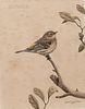 Robert Verity Clem (American, 1933-2010)      Two Depictions of Songbirds: Eastern Bluebird