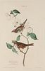 AUDUBON, John James (1785-1851).
White Throated Sparrow (Plate VIII)
Zonotrichia albicollis 