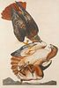 AUDUBON, John James (1785-1851).Red Tailed Hawk [(Plate LI)]
Falco boreali
