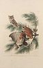 AUDUBON, John James (1785-1851).
Little Screech Owl (Plate XCVII) 
Strix asio