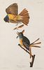 AUDUBON, John James (1785-1851).
Bank Swallow. Violet-green Swallow. (Plate CCCLXXXV)
Riparia riparia. Tachycineta thalassina. -- Great Crested Flycat