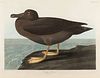 AUDUBON, John James (1785-1851).
Dusky Albatros (Plate CCCCVII)
Phoebetria palebrata