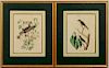 Pr. Mark Catesby Colored Engravings